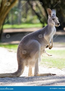 Red Kangaroo
