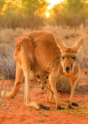 Red Kangaroo