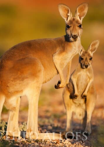 Red Kangaroo