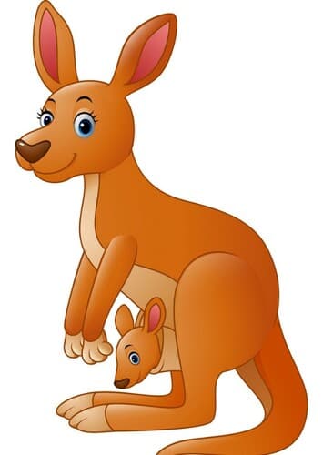 Red Kangaroo