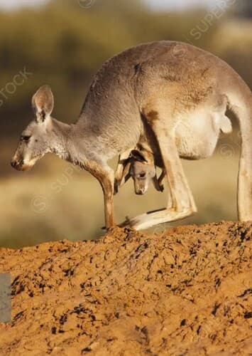 Red Kangaroo