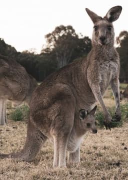 Red Kangaroo