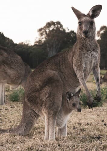 Red Kangaroo
