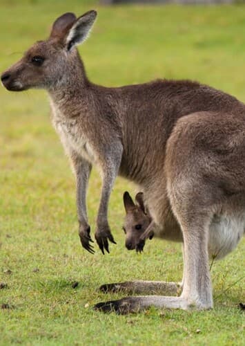 Red Kangaroo