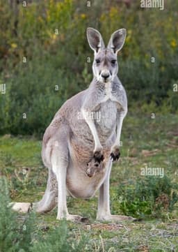 Red Kangaroo