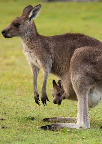 Red Kangaroo