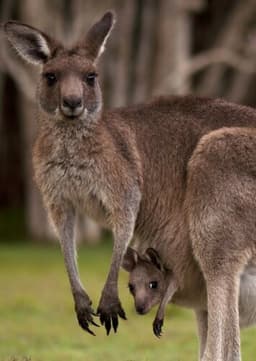 Red Kangaroo