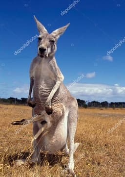 Red Kangaroo
