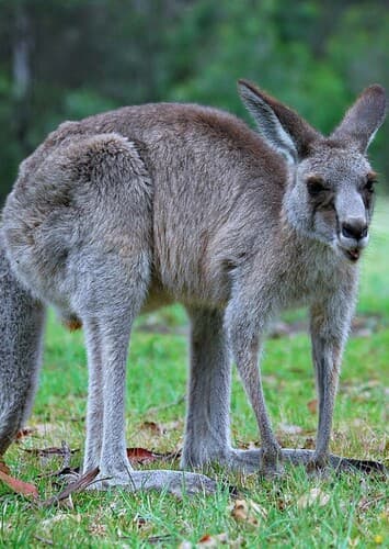 Red Kangaroo
