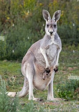 Red Kangaroo
