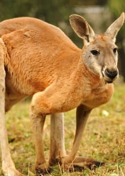 Red Kangaroo