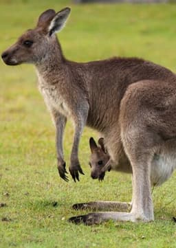 Red Kangaroo