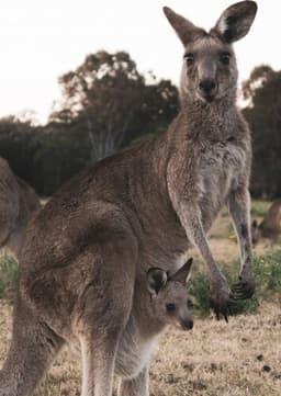 Red Kangaroo