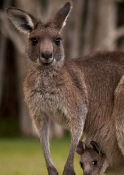 Red Kangaroo