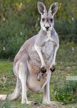 Red Kangaroo