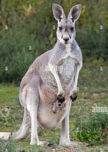 Red Kangaroo