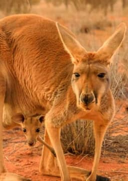 Red Kangaroo