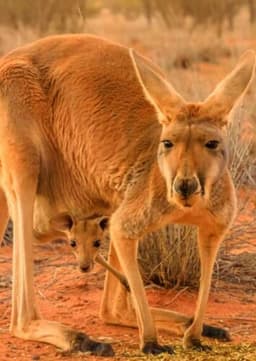 Red Kangaroo