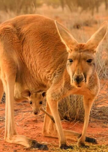 Red Kangaroo