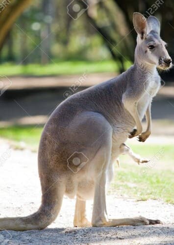 Red Kangaroo