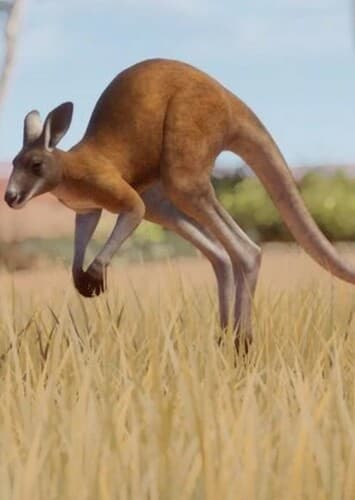 Red Kangaroo