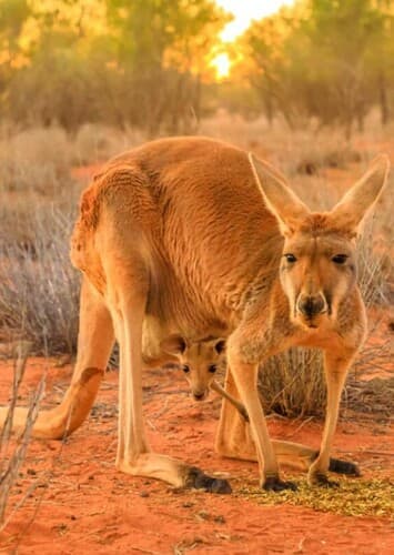 Red Kangaroo