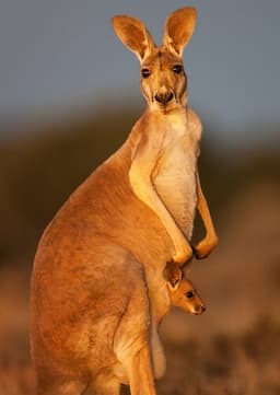 Red Kangaroo