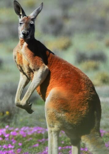Red Kangaroo