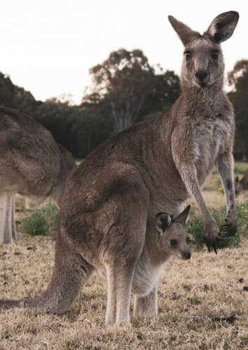 Red Kangaroo