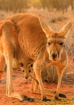 Red Kangaroo