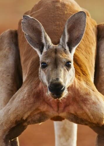 Red Kangaroo