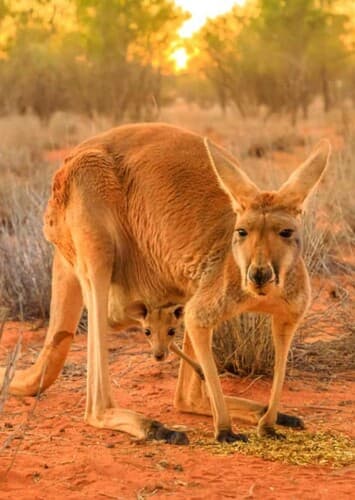 Red Kangaroo