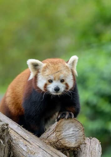 Red Panda
