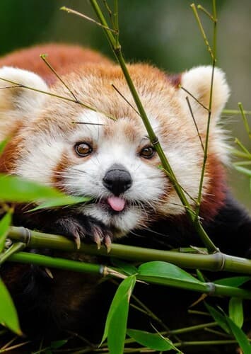 Red Panda
