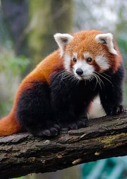Red Panda
