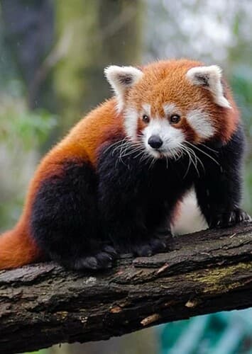 Red Panda
