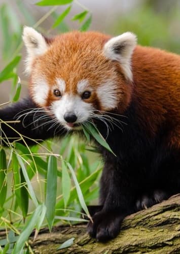 Red Panda