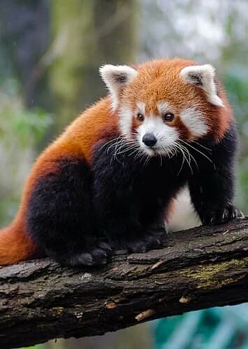Red Panda