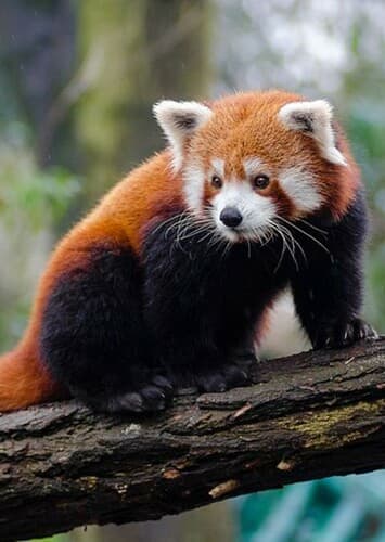 Red Panda