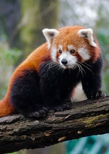 Red Panda