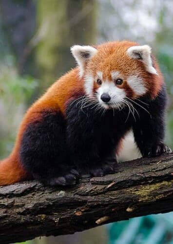 Red Panda