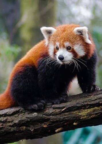 Red Panda