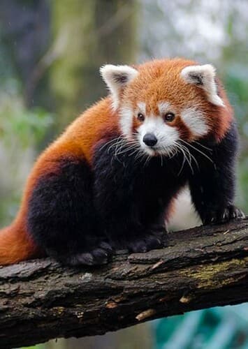 Red Panda