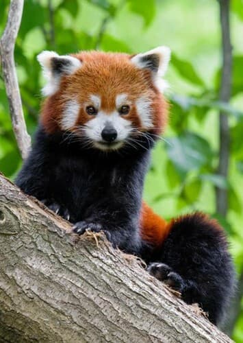 Red Panda