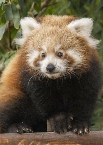 Red Panda