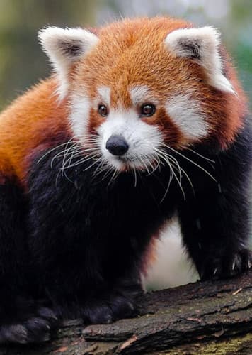 Red Panda
