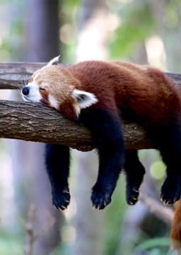 Red Panda