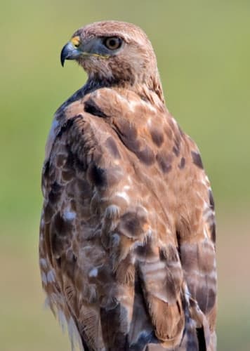 Red-Tailed Hawk