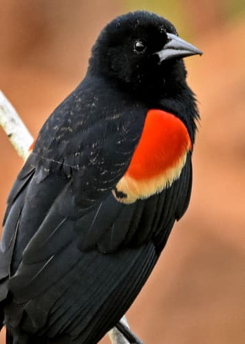 Red-Winged Blackbird