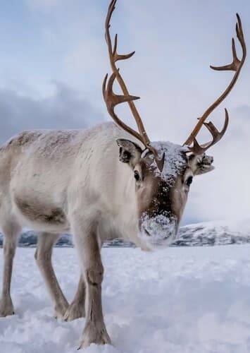 Reindeer